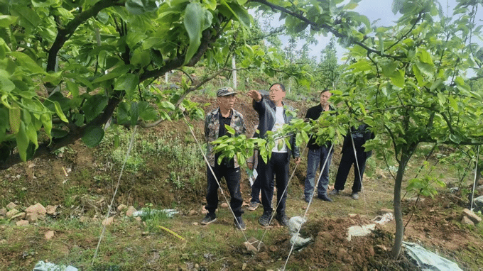 人大助力特色林果产业提质增效